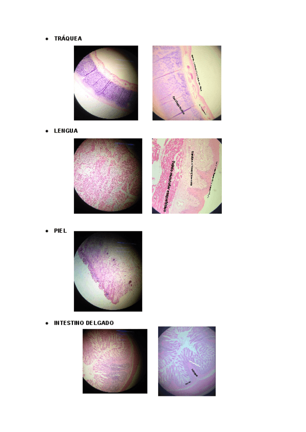 Miniatura del documento Repaso-Examen-Practico.pdf