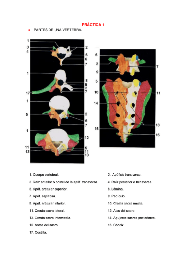 Miniatura del documento todas-practicas-respuestas-.pdf