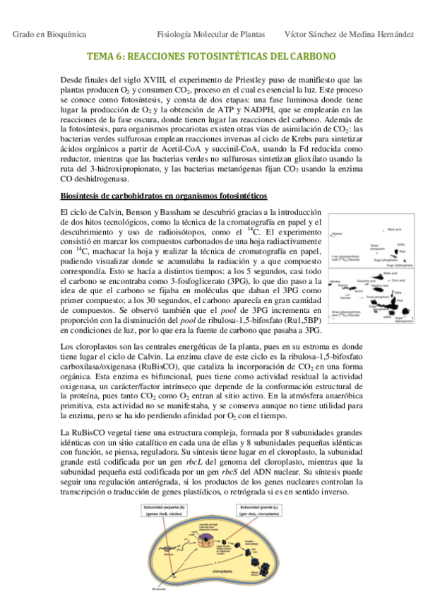 Miniatura del documento Tema 6. Reacciones fotosintéticas del carbono VSM.pdf