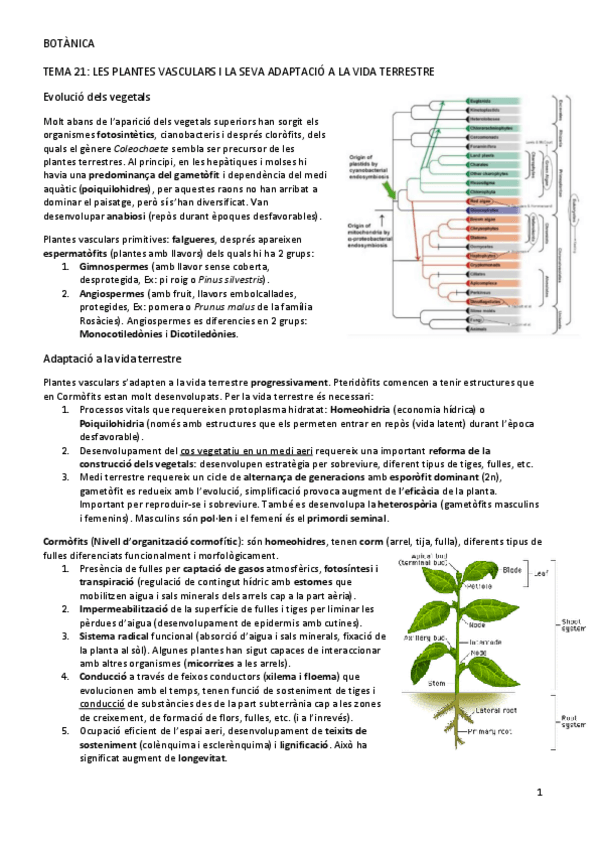 Miniatura del documento Apunts-bota-2n-semestre.pdf