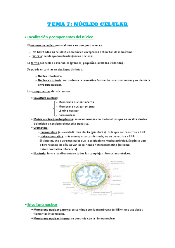 Miniatura del documento Biologia-Celular-Parte-II.pdf