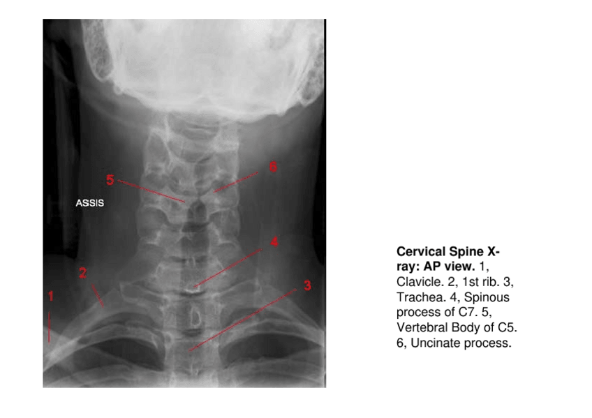 Miniatura del documento IMATGESCOLUMNAnou.pdf