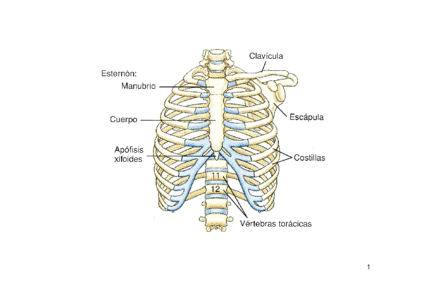 Miniatura del documento torax-anatomiapower.pdf