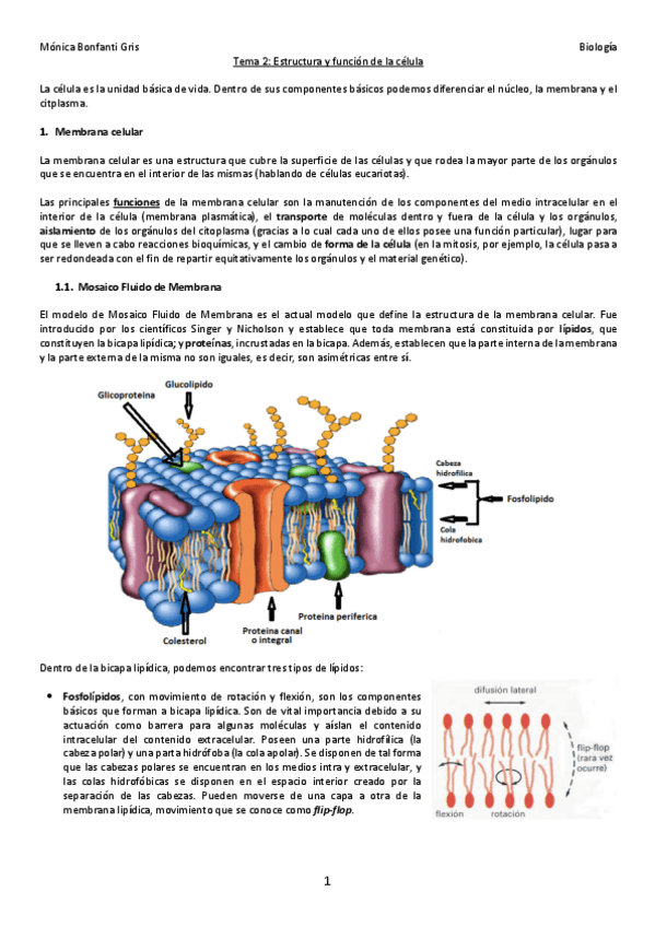 Miniatura del documento 2-ESTRUCTURA-Y-FUNCION-DE-CELULA.pdf
