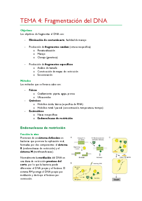 Miniatura del documento TEMA-4.pdf