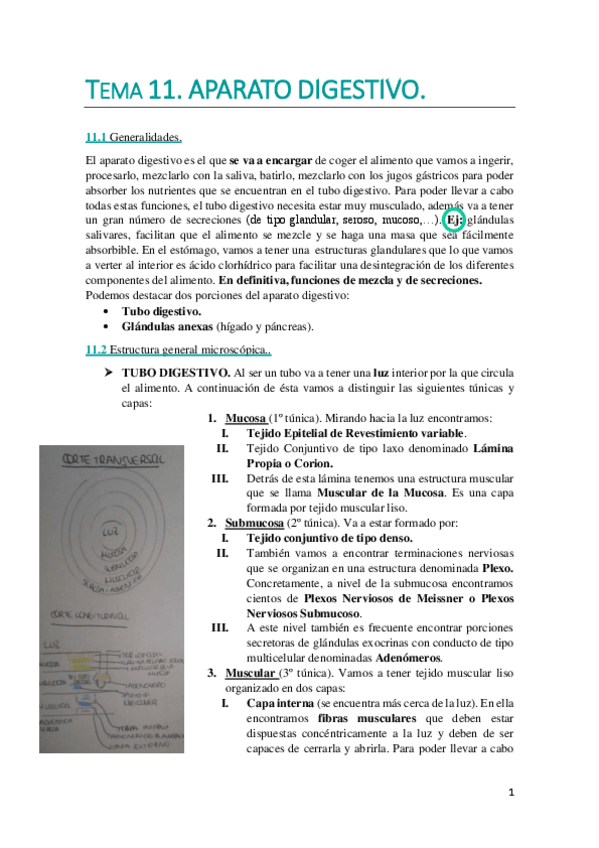 Miniatura del documento TEMA 11. WUOLAH DEFINITIVO..pdf