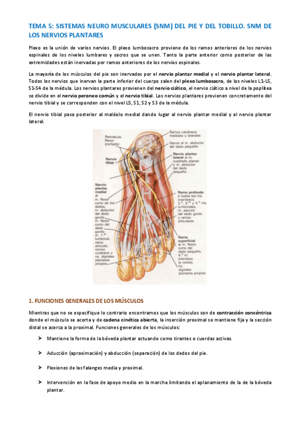 Miniatura del documento TEMA-ANATOMIA-ESPECIFICA-31-38.pdf