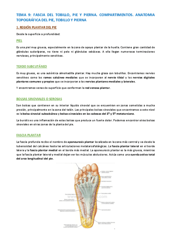 Miniatura del documento TEMA-ANATOMIA-ESPECIFICA-65-73.pdf