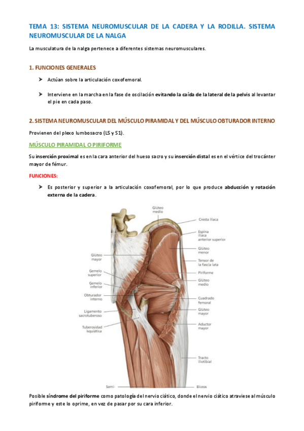 Miniatura del documento TEMA-ANATOMIA-ESPECIFICA-90-95.pdf