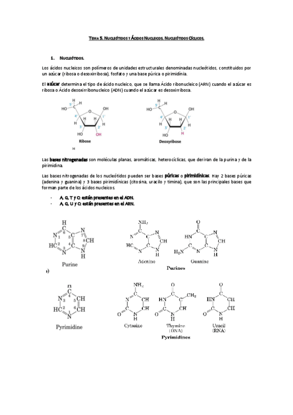 Miniatura del documento Tema 5.Nucleótidos.pdf