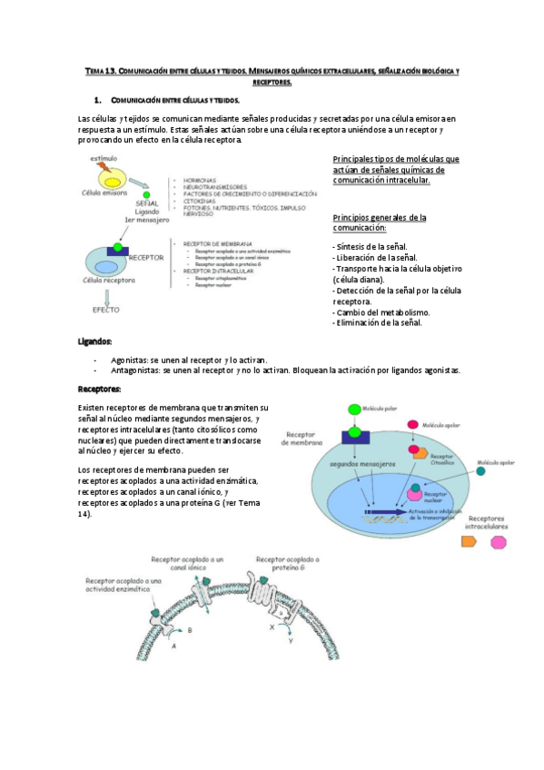 Miniatura del documento Tema 13. Comunicación entre células y tejidos.pdf