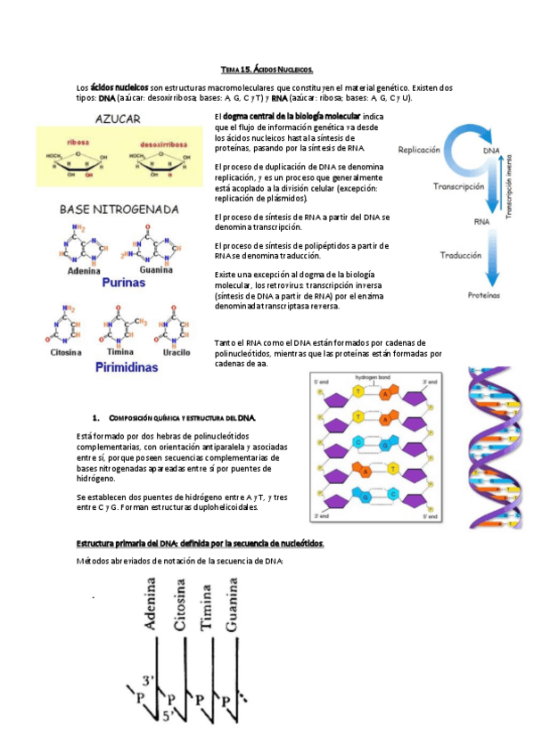 Miniatura del documento Tema 15. Ácidos Nucleicos.pdf