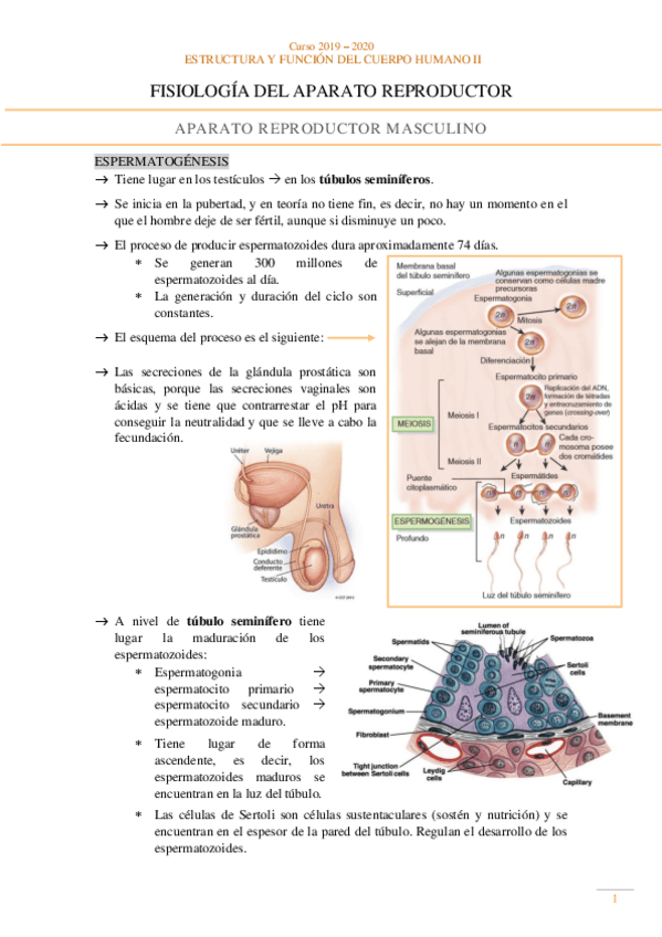 Miniatura del documento Fisiologia-Aparato-reproductor.pdf