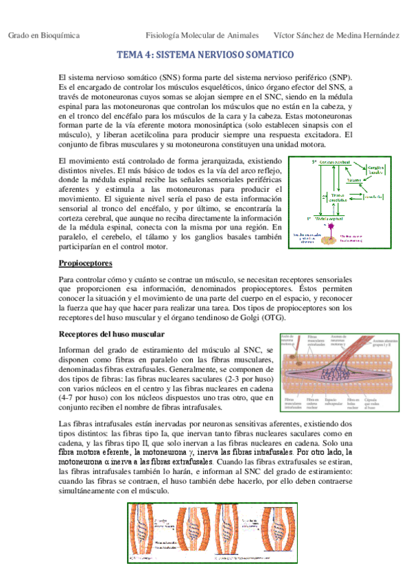 Miniatura del documento Tema 4. Sistema nervioso somático VSM.pdf