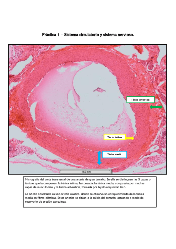 Miniatura del documento Informes-de-practicas-resueltos-para-examen.pdf