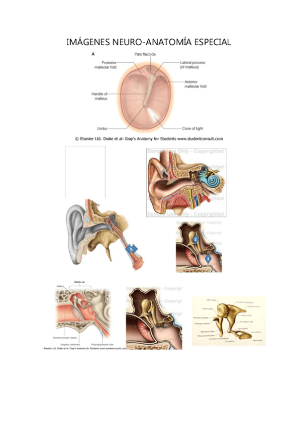 Miniatura del documento IMAGENES-NEURO.pdf