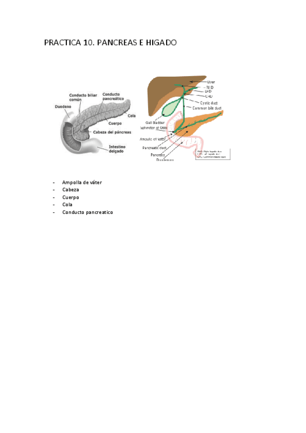Miniatura del documento P10-PANCREAS-HIGADO.pdf