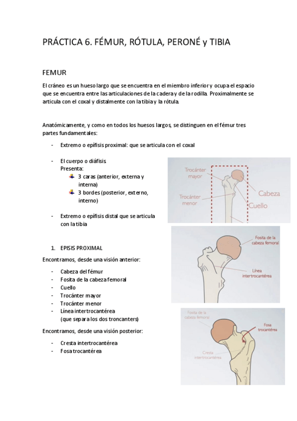 Miniatura del documento P6-FEMUR-ROTULA-PERONE-TIBIA.pdf