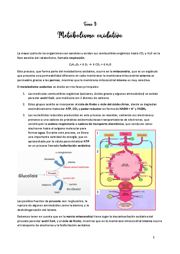 Miniatura del documento TEMA-11.pdf