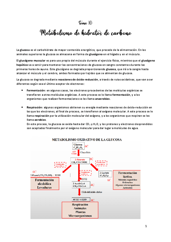 Miniatura del documento TEMA-10.pdf