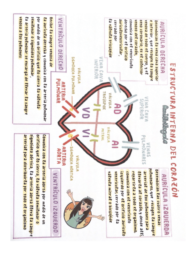 Miniatura del documento arteria-pulmonar.pdf