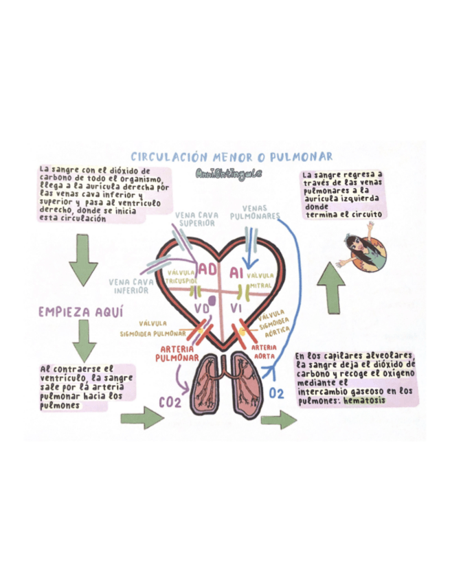 Miniatura del documento CIRCULACION-MENOR-O-PULMONAR.pdf