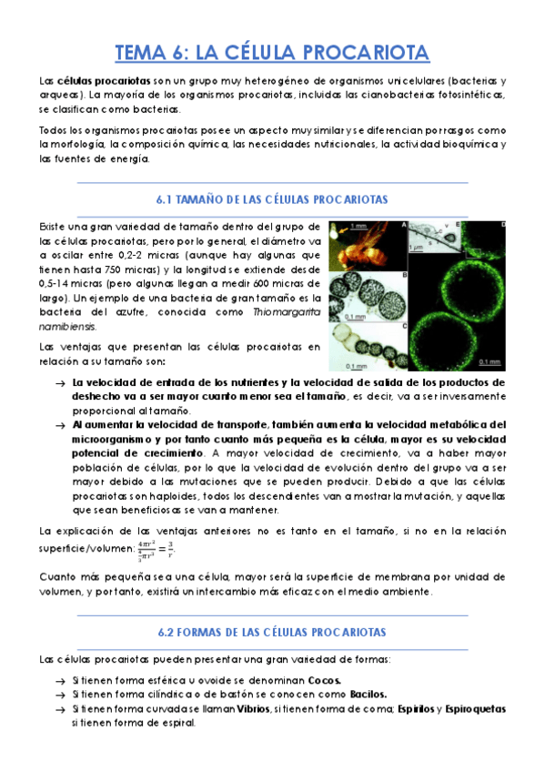 Miniatura del documento TEMA-6.pdf