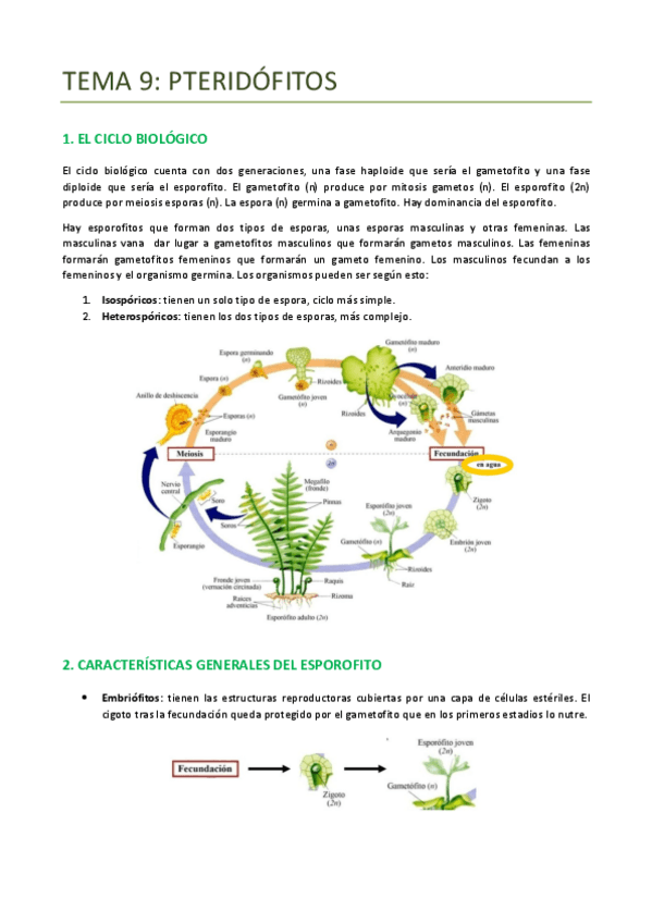 Miniatura del documento TEMA-9-BOTANICA-PTERIDOFITOS.pdf