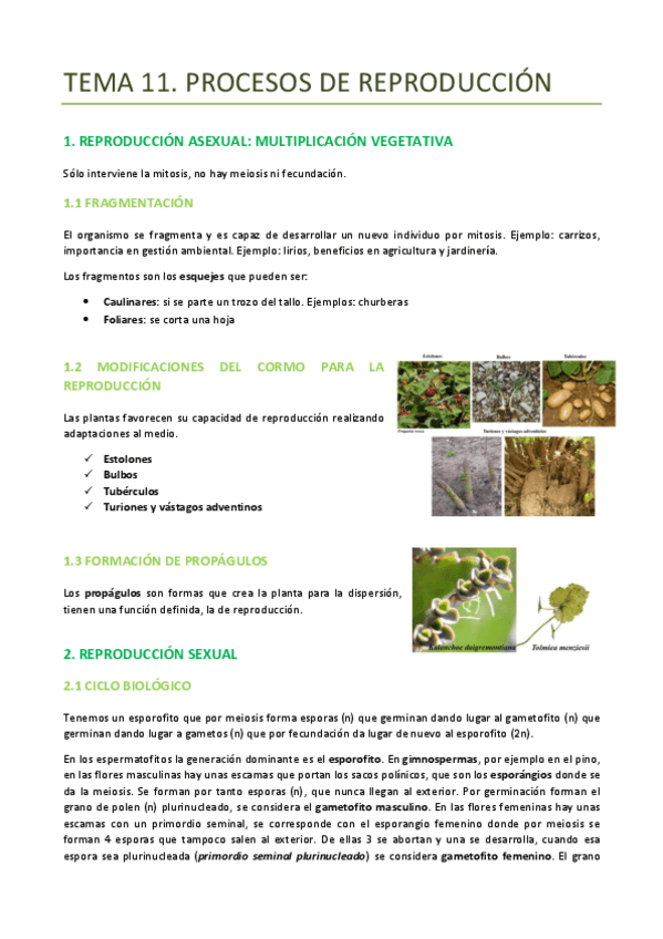Miniatura del documento TEMA-11-BOTANICA-REPRODUCCION.pdf