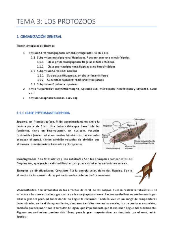 Miniatura del documento TEMA-3-ZOO-PROTOZOOS.pdf