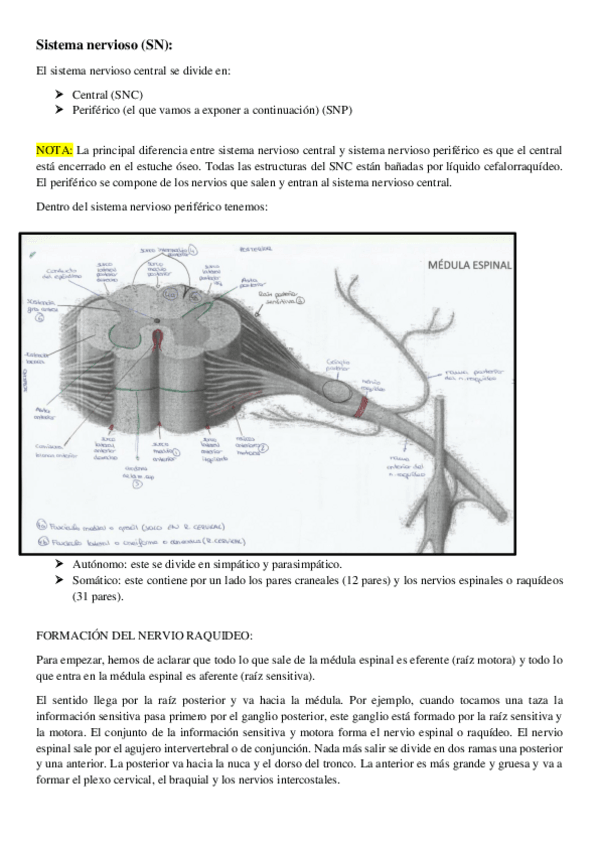 Miniatura del documento apuntes-sistema-nervioso.pdf