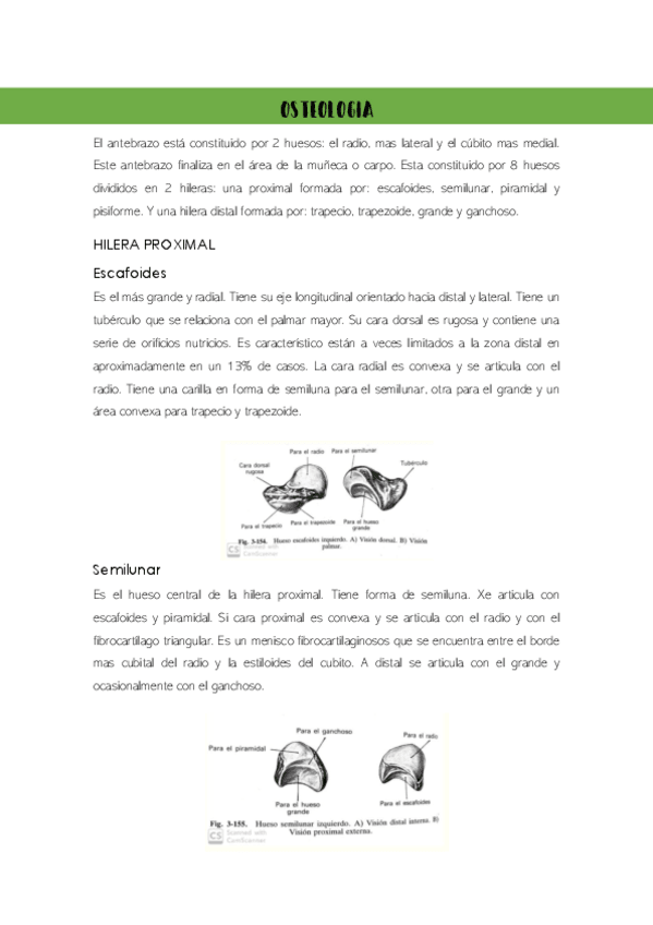 Miniatura del documento antebrazo.pdf