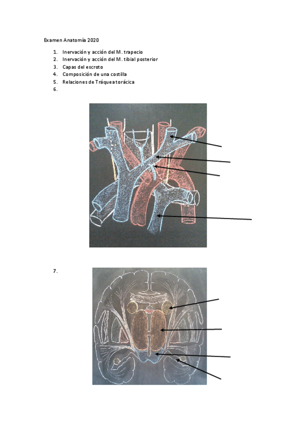 Miniatura del documento Examen-Anatomia-2020.pdf
