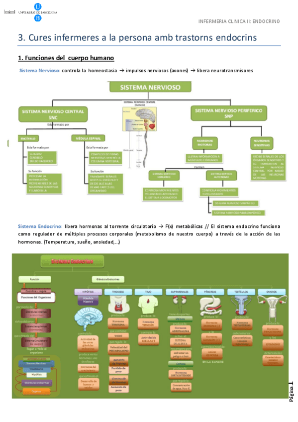 Miniatura del documento endocrino.pdf