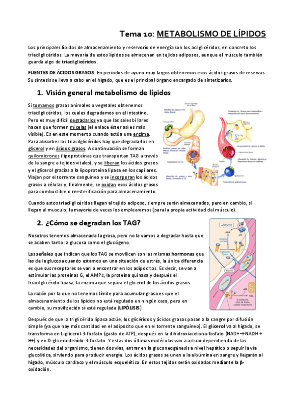 Miniatura del documento Tema-10.pdf