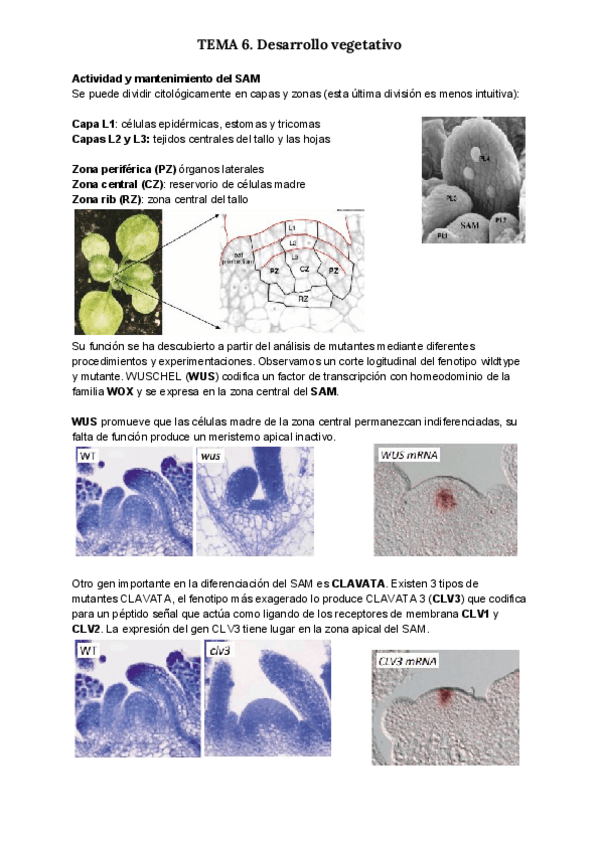 Miniatura del documento TEMA-6-1.pdf