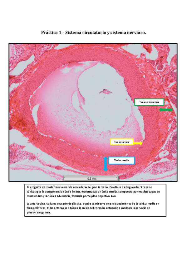 Miniatura del documento Informes-de-practicas-Microscopia-virtual.pdf
