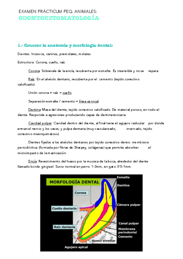 Miniatura del documento EXAMEN PRACT. ODONTOESTOM..pdf