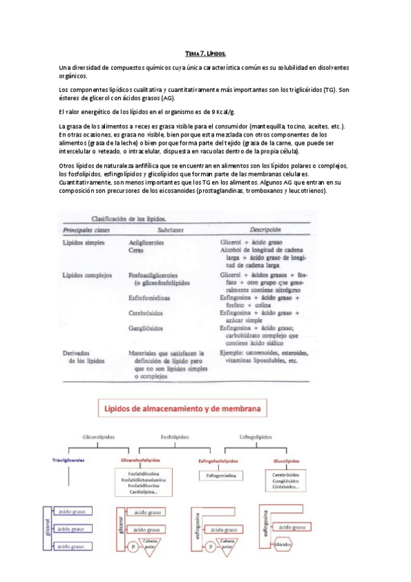 Miniatura del documento Tema 7. Lípidos.pdf
