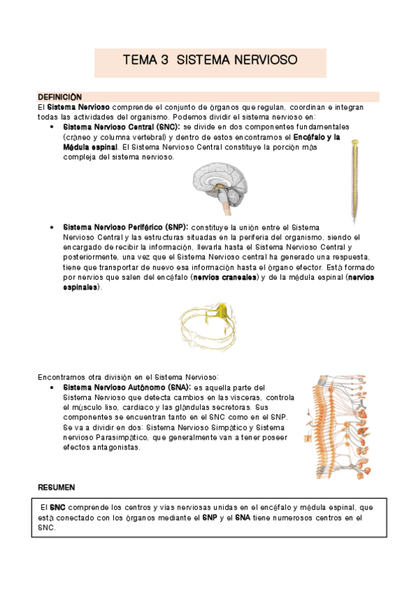 Miniatura del documento TEMA-3-anatomia.pdf