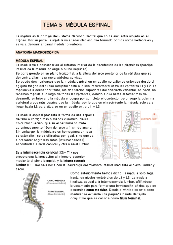 Miniatura del documento TEMA-5-anatomia.pdf