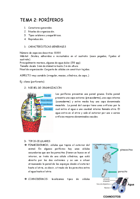 Miniatura del documento TEMA-2FAUNA-.pdf