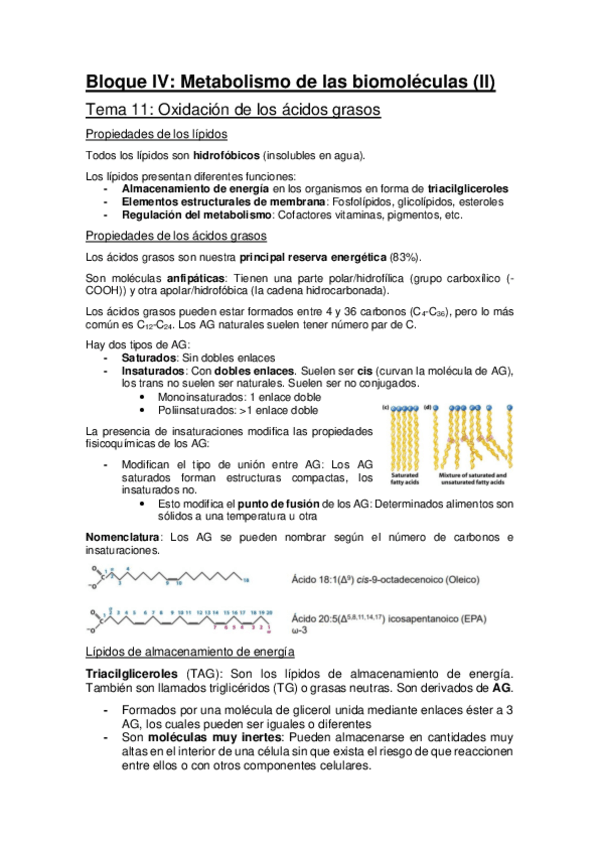 Miniatura del documento Bloque-IV-Metabolismo-de-las-biomoleculas-II-UAM.pdf