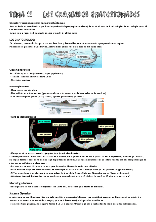 Miniatura del documento Tema-12-Craneados-Gnastomosados.pdf