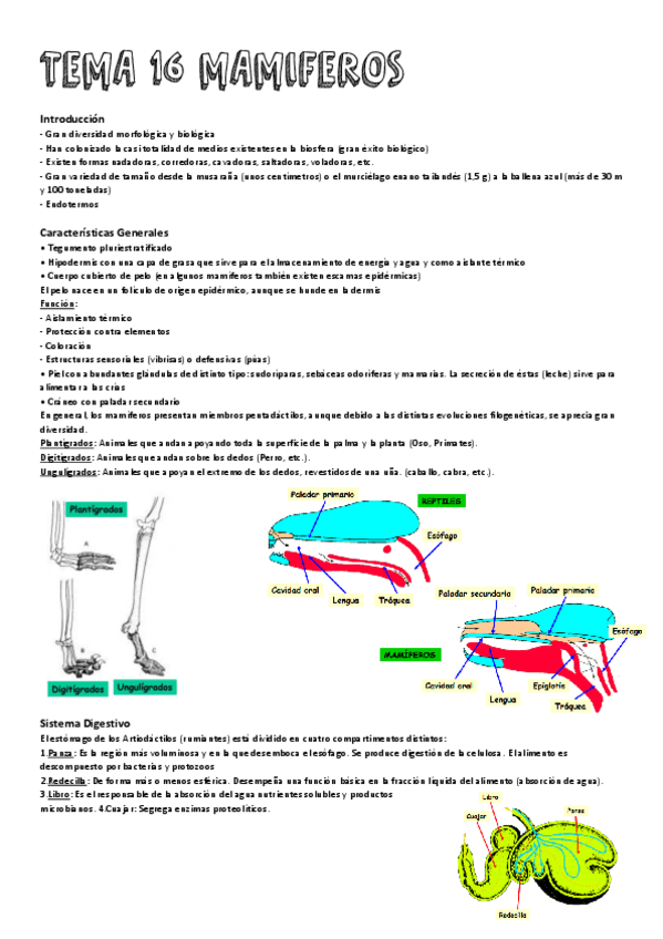Miniatura del documento Tema-16-Mamiferos.pdf