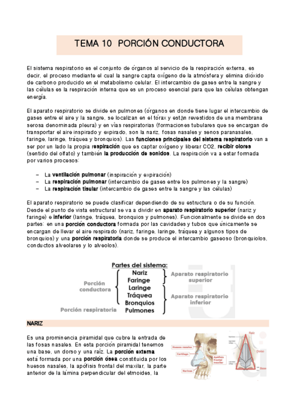 Miniatura del documento TEMA-10-anatomia.pdf
