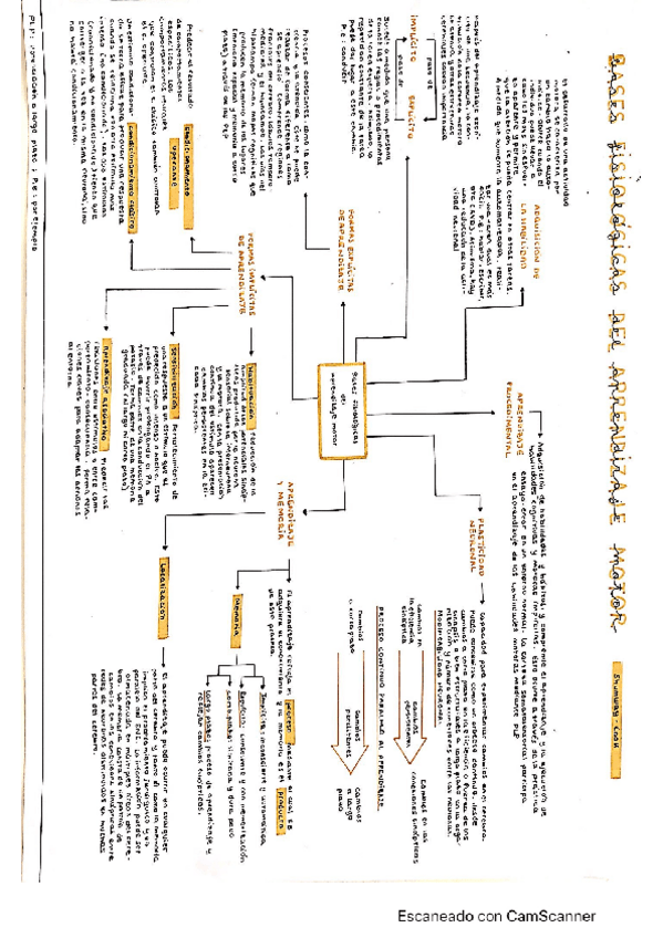 Miniatura del documento Bases-fisiologicas-del-aprendizaje-motor.pdf