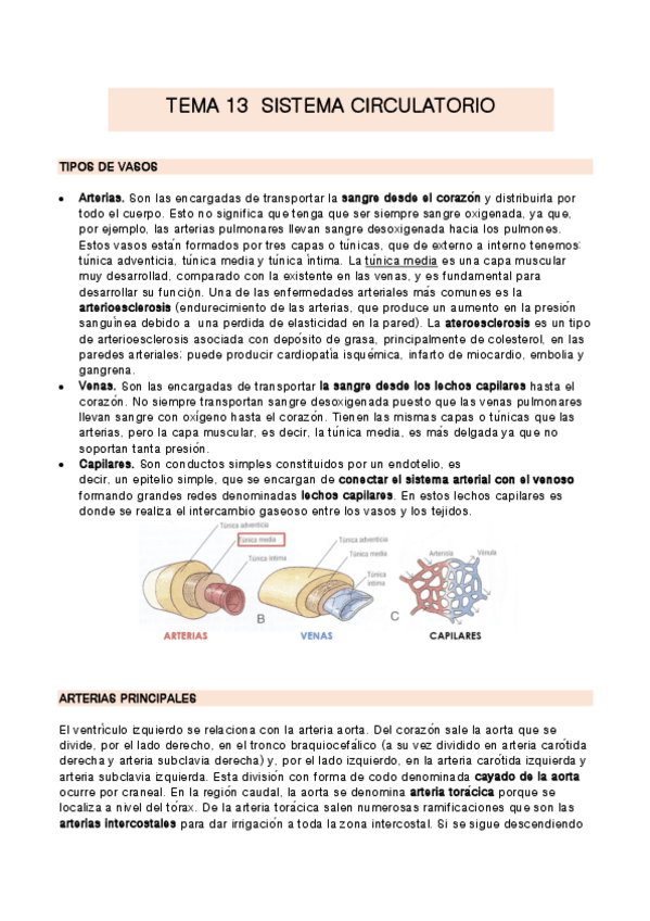 Miniatura del documento TEMA-13-anatomia.pdf