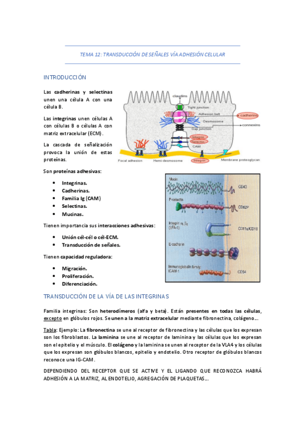Miniatura del documento TEMA-12-TRANSDUCCION-DE-SENALES-VIA-ADHESION-CELULAR.pdf