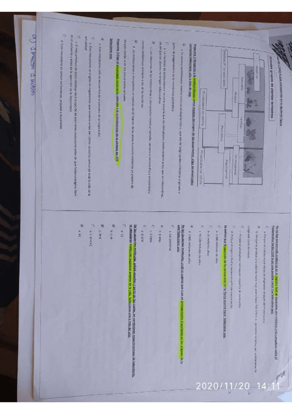 Miniatura del documento preguntas-examen-segundo-cuatri.pdf